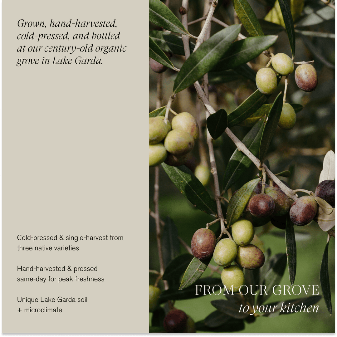 Organic Extra Virgin Olive Oil | Single-Harvest / Case