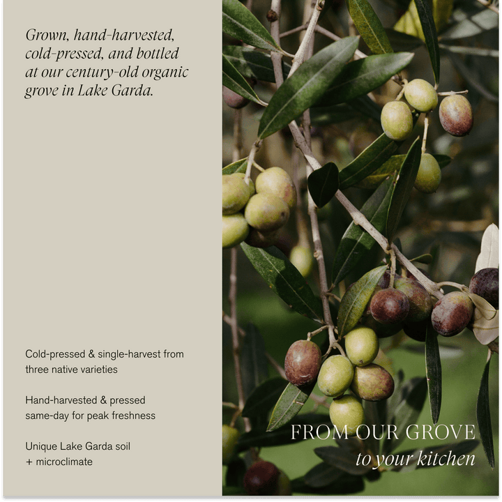 Organic Extra Virgin Olive Oil | Single-Harvest / Case