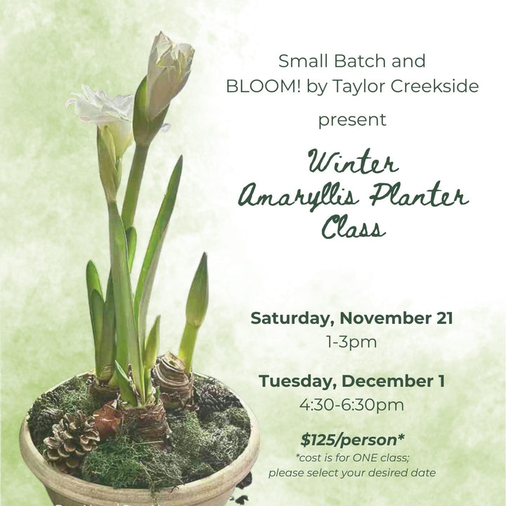 Promotional flyer for a 'Winter Amaryllis Planter Class' by Taylor Creekside, featuring a potted amaryllis plant with green stems and buds on a light green textured background with event details in black text.