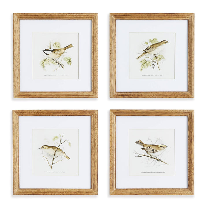 Four framed prints of birds on a white background
