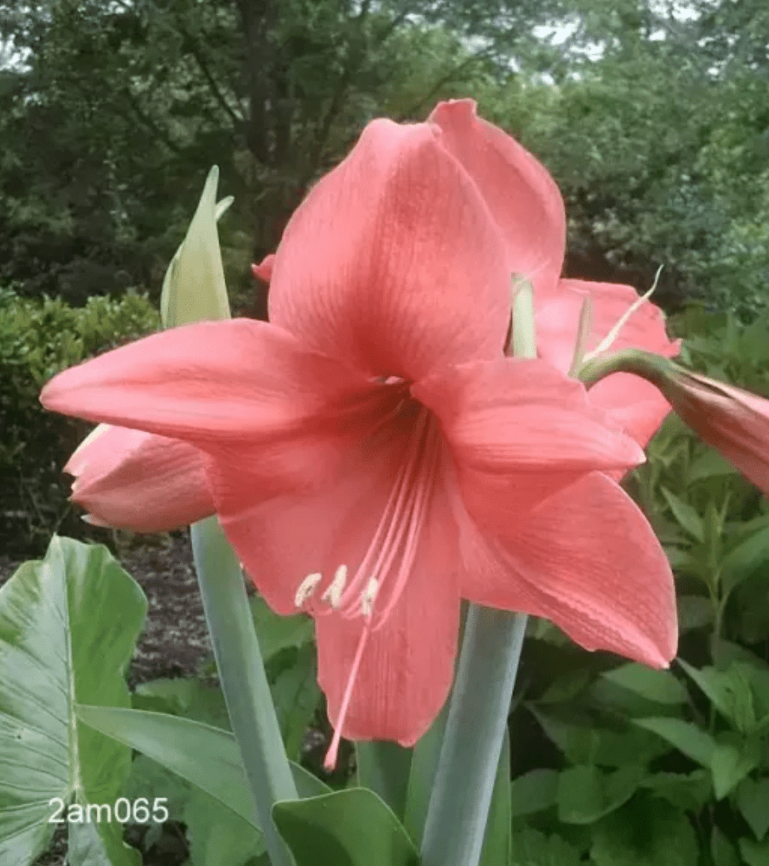Amaryllis Bulb
