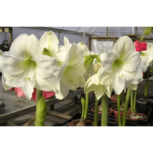 Amaryllis Bulb