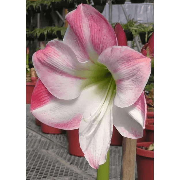 Amaryllis Bulb