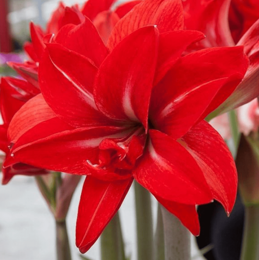 Amaryllis Bulb