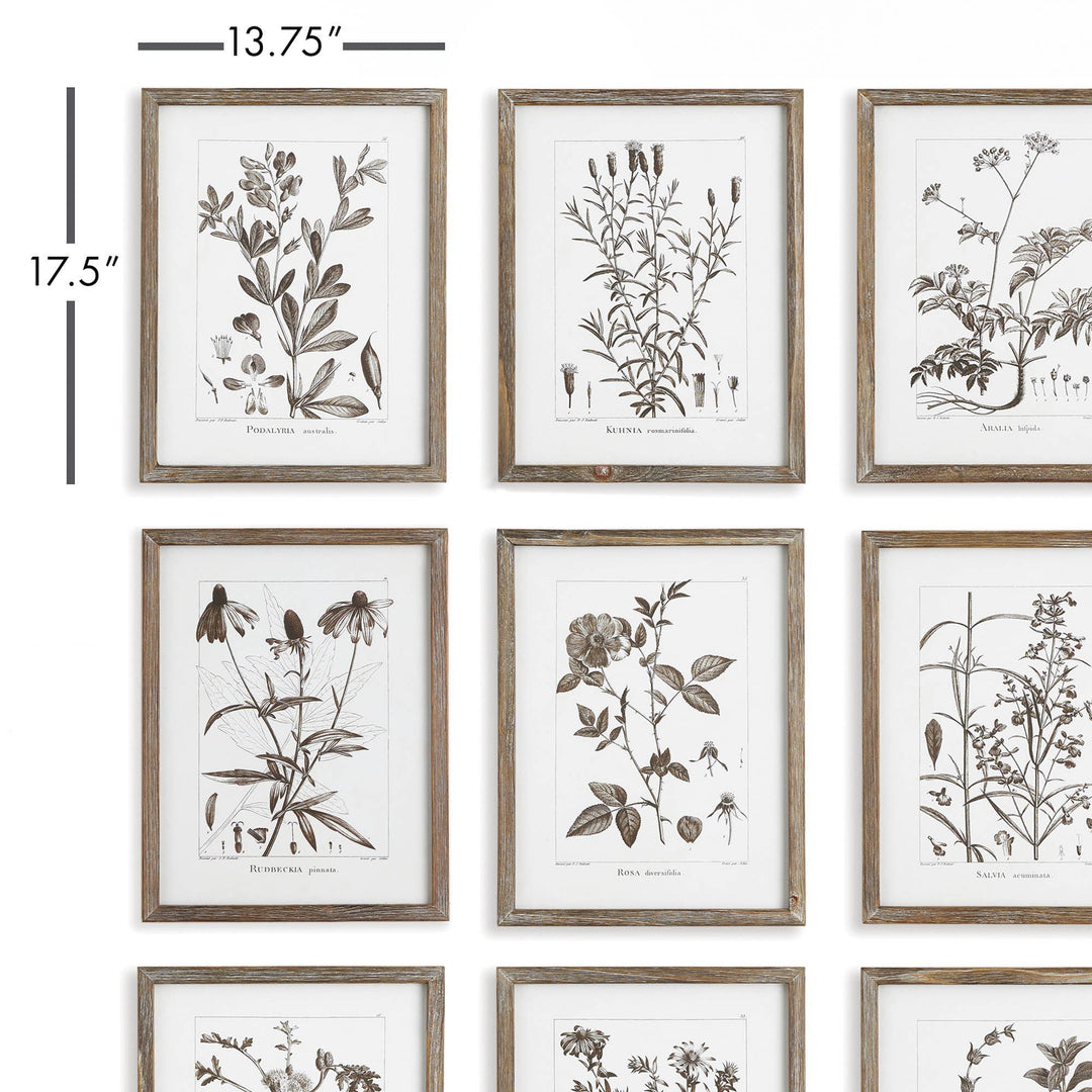 Rustic Foliage Study