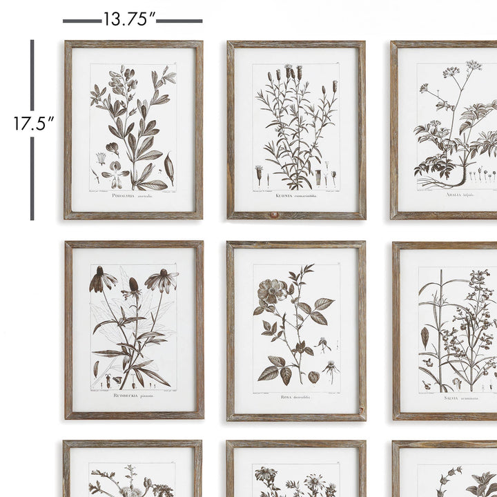 Rustic Foliage Study