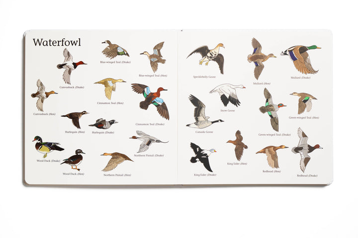 Educational chart with illustrations of various waterfowl species on a white background