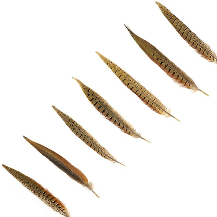 10 PC/PKG Ringneck Pheasant Tails 10-12" - Natural