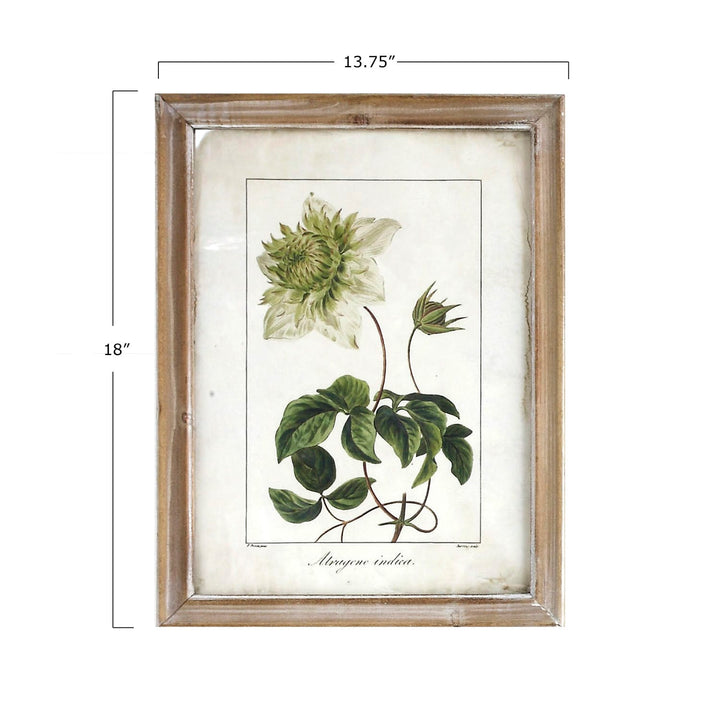 Framed botanical print of a flower with dimensions on a white background