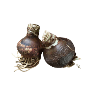 Amaryllis Bulb